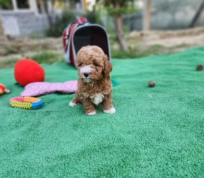 Ruhsatli Köpek Çiftliğinden Maltipoo Yavrularimiz