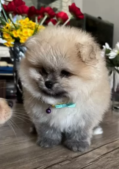 Saf Kan Pomeranian