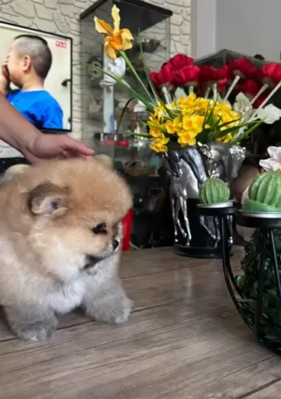 Saf Kan Pomeranian