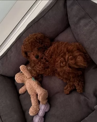 Sağlıklı Toy Poodle