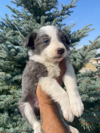 Ankaranın En Güzel Blue Border Collie Yavruları