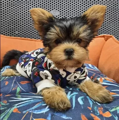Neşe Dolu Dişi Şecereli Yorkshire Terrier Yavrumuz