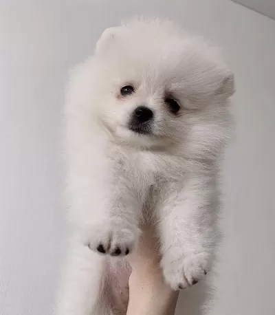 Dişi Pomeranian Boo 2 Aylık