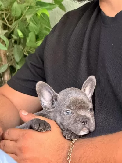 Mavi Gözlü Blue French Bulldog Bebekler