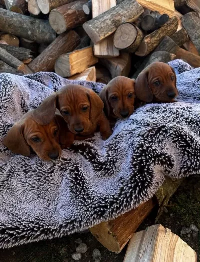 Ankaranın En Güzel Mini Dachshund Yavruları