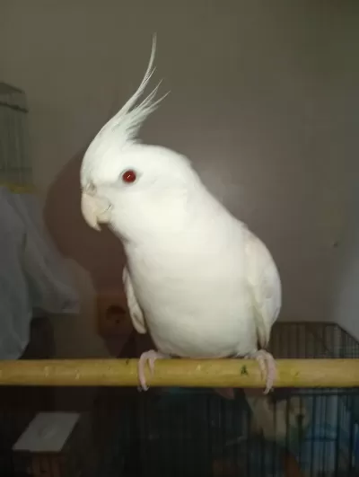 Evcil Konuşan Sultan Papağanı