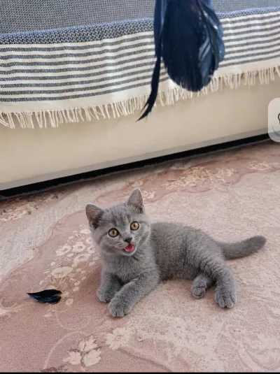 Evdeki Sevimli British Shorthair Kuyruğum