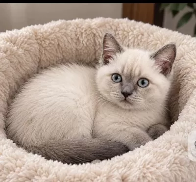Safkan British Shorthair Yavru