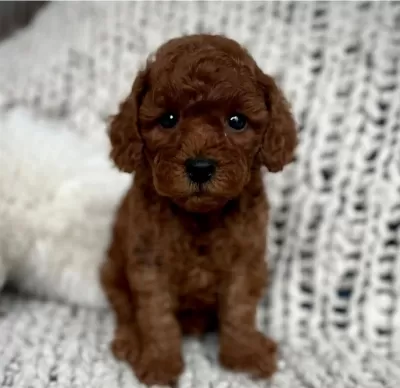 Ruhsatli Köpek Çiftliğinden Toy Poodle Yavrularimiz