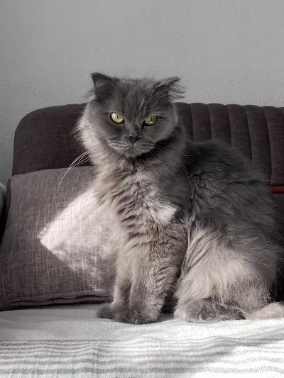 Geçici Yuva Arıyorum British Longhair Kedime
