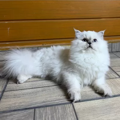 Güzel British Longhair Prenses Kızımız