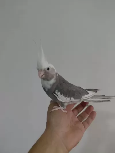 Çok Konuşan Geveze Full Evcil Sultan Papağanı