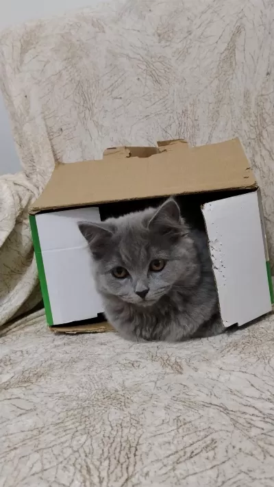 Yavru British Shorthair