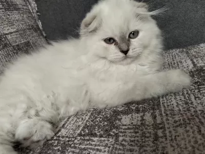 1 Adet Scottish Fold Dişi Miya