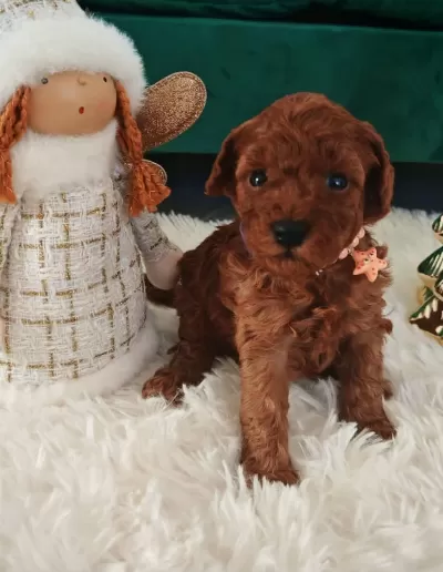 Ruhsatli Köpek Çiftliğinden Toy Poodle Yavrularimiz