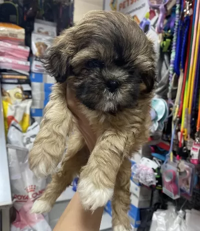 3 Aylik Erkek Shih Tzu Yavrularımız