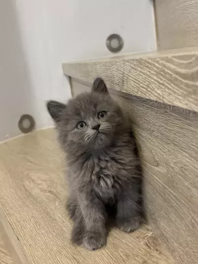 Sevimli British Longhair Yavrularim