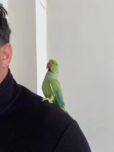 3 Yaş Civarında Erkek Pakistan Papağanı
