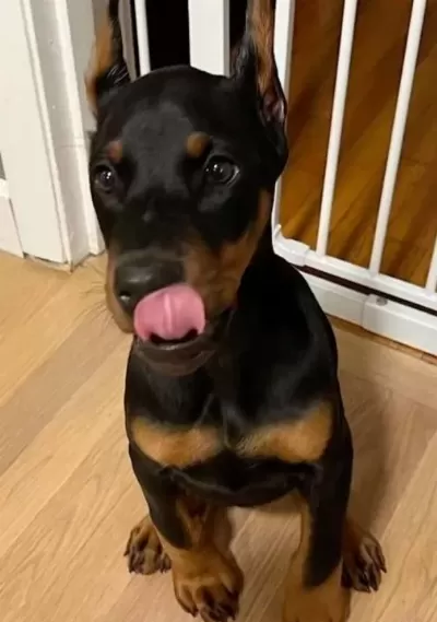 Ki̇ng Orjinal Secereli̇ Doberman Yavrular