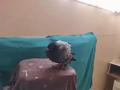 Ergen Bir Yaban Güvercini