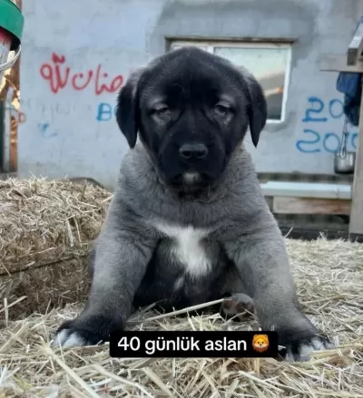 Yurt Dişi Yurt I Çi Her Gere Gönderim Sağlanır Orji Nal Saf
