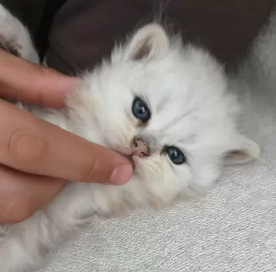 Safkan Anne Ve Babadan British Longhair