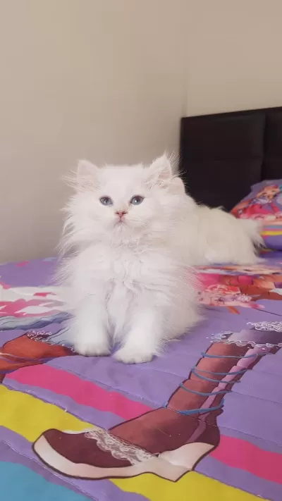 British Longhair Silver