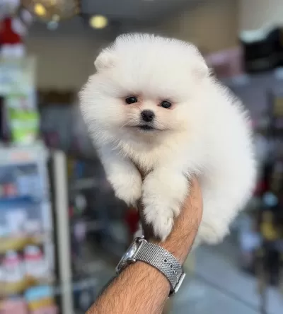 Pomeranian Boo Teddy