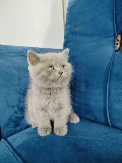 British Shorthair Yavrumuz