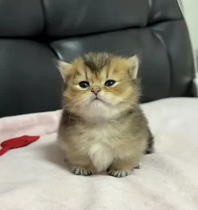 Çok Tatlı Bebek British Shorthair