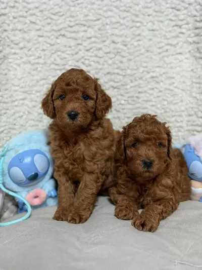 Ruhsatli Köpek Çiftliğinden Toy Poodle Köpeklerimiz