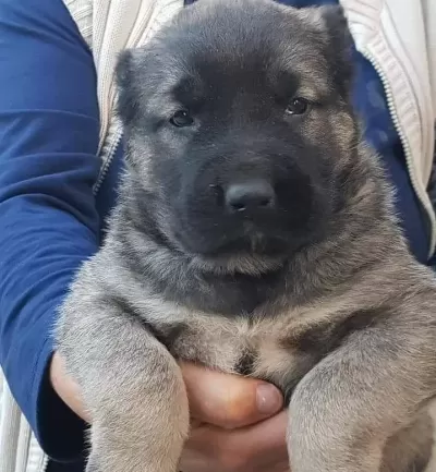 Satilik Kangal