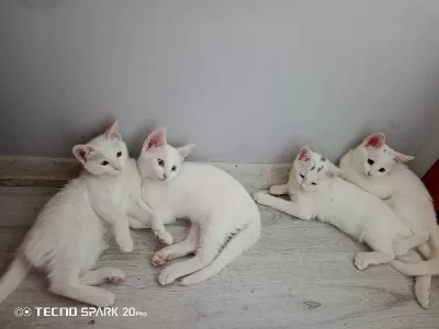 2 Dişi Ve 2 Erkek Kediler