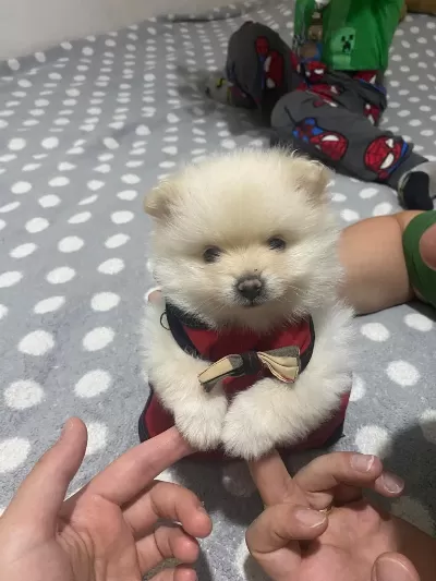 Güzellik Pomeranian 1,5 Aylık