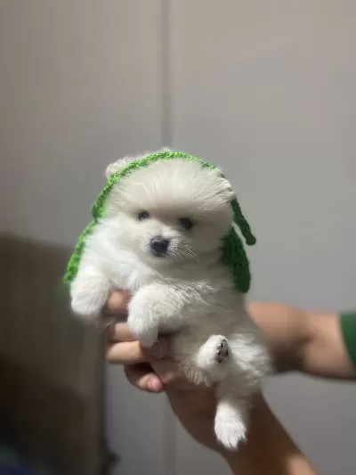 Sevimli Pomeranian Prenses