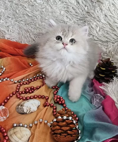 Golden Ay11 Muhteşem Erkek British Longhair