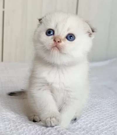 Bebek Surat Silver Scottish Fold