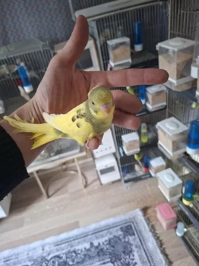 Yavru Yeme Düşecek Muhabbet Kuşları