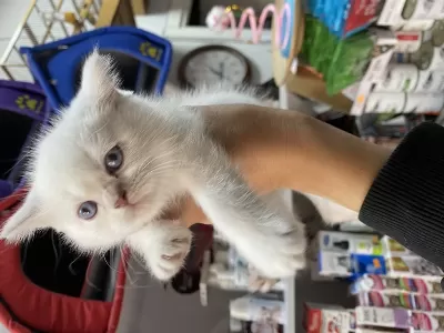 50 Günlük British Shorthair Yavrularımız