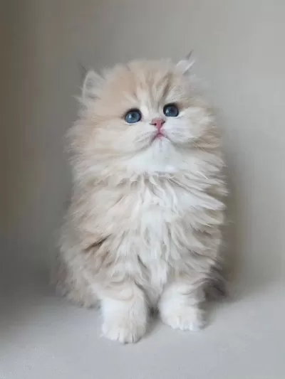 Dünya Güzeli Ay Golden British Longhair