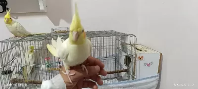Sağlıklı Sultan Papağanlarım
