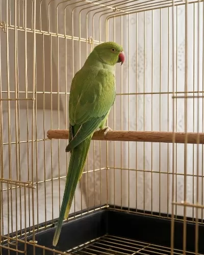Bebek Pakistan Papağani 4 Aylik
