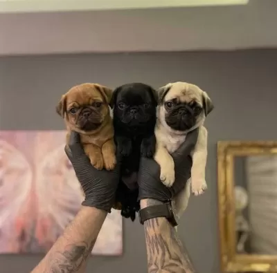 Safkan Pug Yavrulari