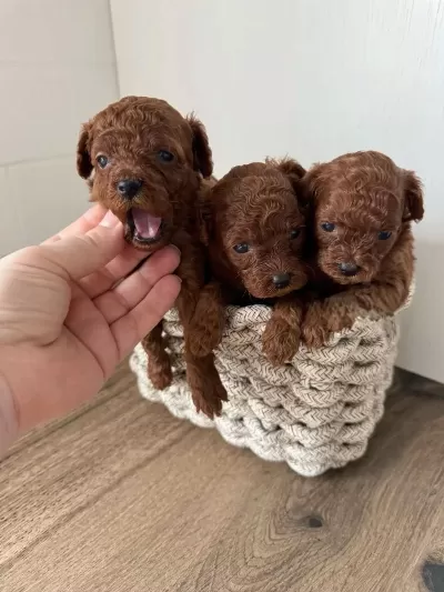 Red Toy Poodle Yavrular