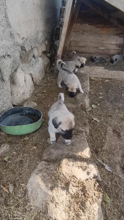 Kangal Sivastan Alinir Kalite Ayi Boğanlar
