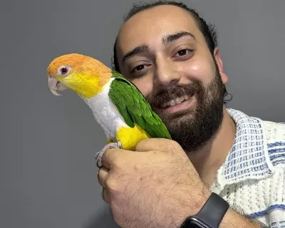 Maskot Dans Eden Evcil Oyuncu Caique Papağanı