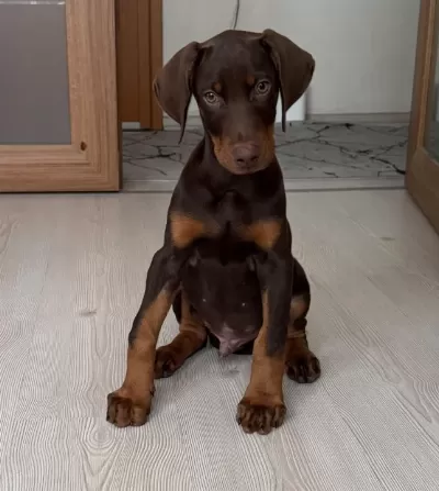 Kızıl Yavru Doberman