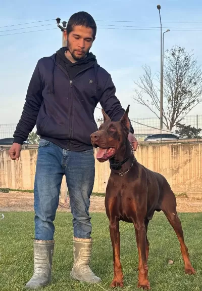 A Scr King Doberman Safkan Bebekler