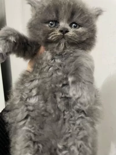 British Longhair 1 Aylık Kedimiz