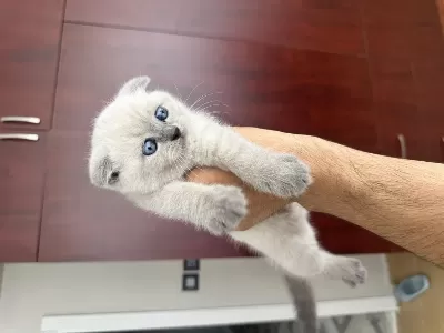2 Aylık Dişi Kırık Kulak Yavru Kedimiz